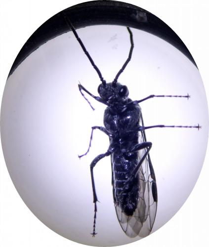 Dolerus sp.